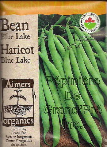 Semences organiques - Aimers - Haricot Blue Lake