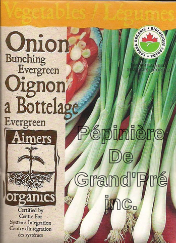 Semences organiques - Aimers - Oignon à bottelage Evergreen