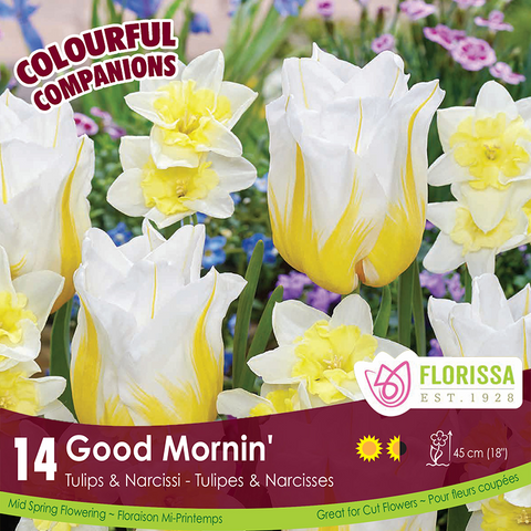Bulbe - Tulipe et Narcisse - Good Mornin'