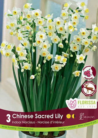 Bulbe - Narcisse d'intérieur - Chinese Sacred Lily