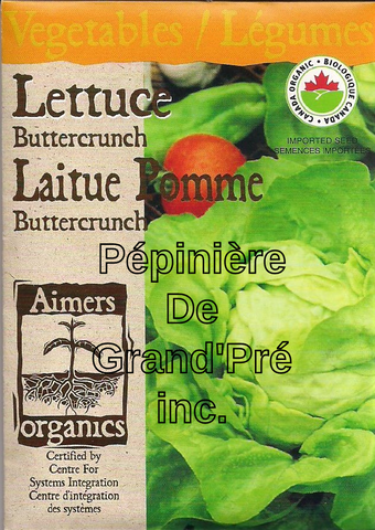 Semences organiques - Aimers - Laitue Pommée Buttercrunch