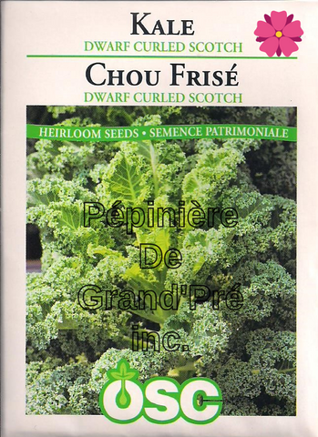 Semences OSC - Chou Kale Dwarf Curled Scotch