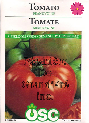 Semences OSC - Tomate Brandywine