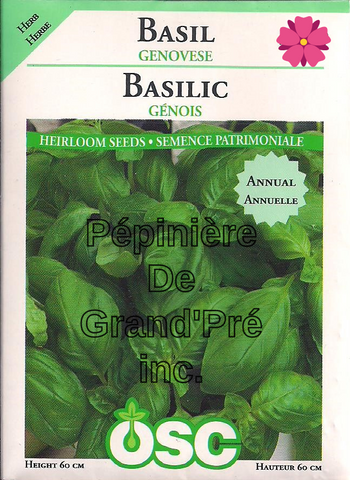Semences OSC - Basilic Génois