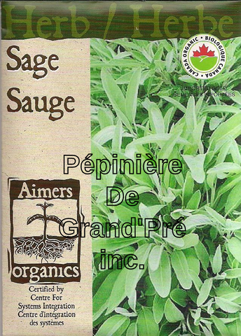 Semences organiques - Aimers - Sauge