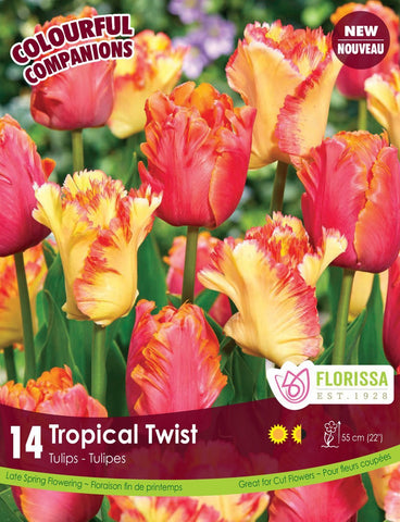 Bulbe - Tulipe - Tropical Twist
