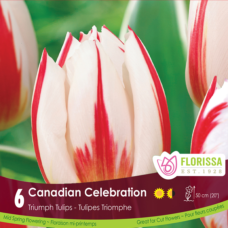 Bulbe - Tulipe - Canadian Celebration