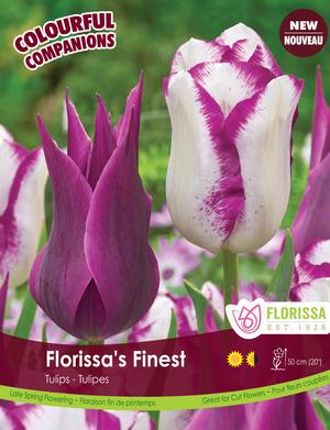 Bulbe - Tulipe - Florissa's Finest