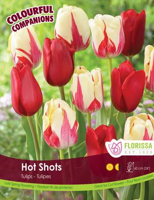 Bulbe - Tulipe - Hot Shots