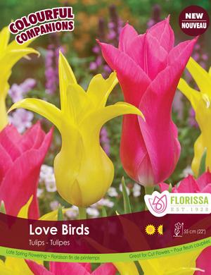 Bulbe - Tulipe - Love Birds