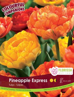 Bulbe - Tulipe - Pineapple Express