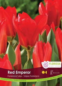 Bulbe - Tulipe - Red Emperor