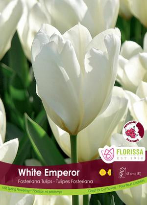 Bulbe - Tulipe - White Emperor