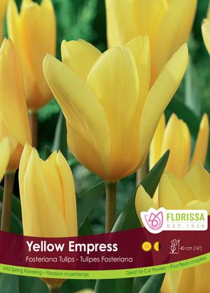 Bulbe - Tulipe - Yellow Empress