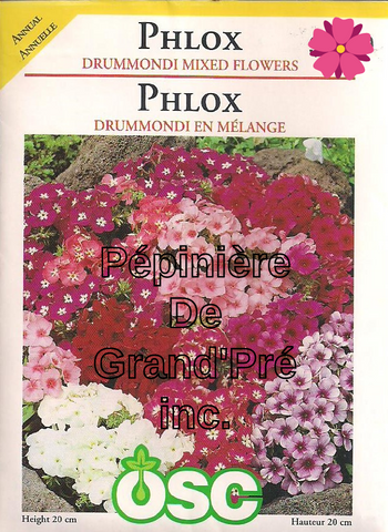 Semences OSC - Phlox Drummond en mélange