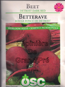 Semences OSC - Betterave rouge foncé de Détroit
