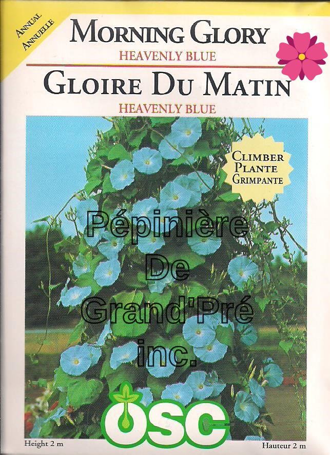 Semences OSC - Gloire du matin Heavenly Blue