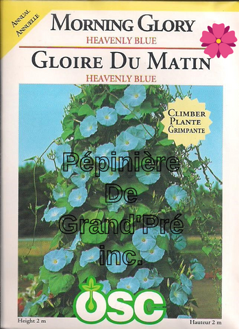 Semences OSC - Gloire du matin Heavenly Blue