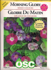 Semences OSC - Gloire du matin Mélange de couleurs