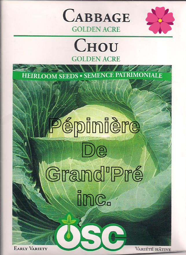 Semences OSC - Chou Golden Acre
