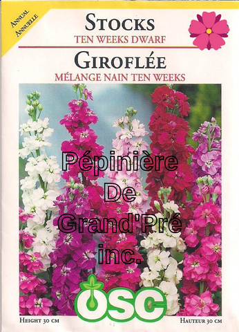 Semences OSC - Giroflée Mélange nain Ten Weeks