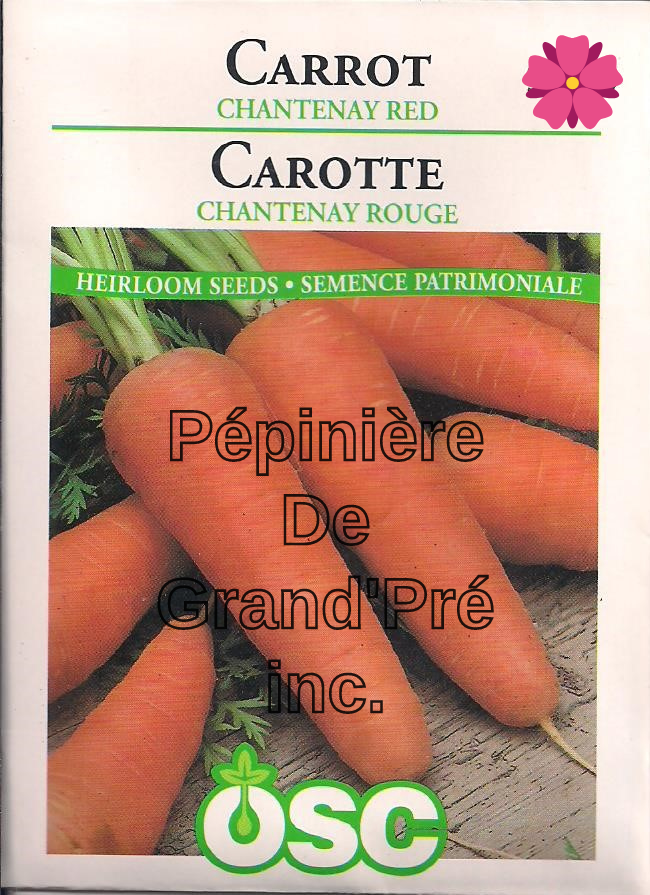 Semences OSC - Carotte Chantenay Rouge