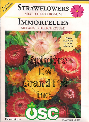 Semences OSC - Immortelles Mélange (Helichrysum)