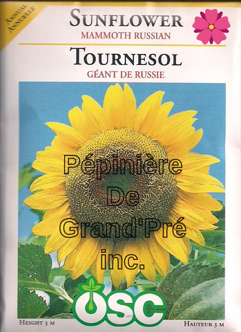 Semences OSC - Tournesol Géant de Russie
