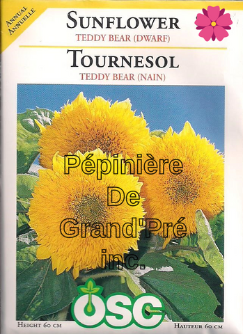 Semences OSC - Tournesol Teddy Bear (nain)
