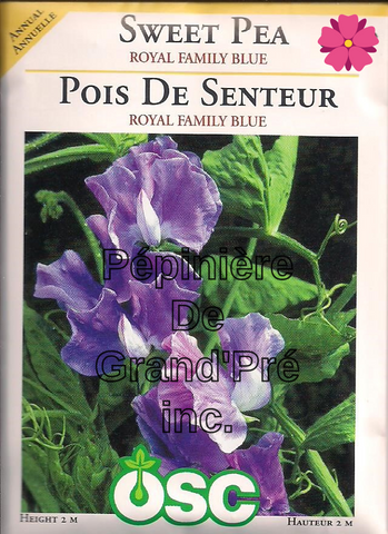 Semences OSC - Pois de Senteur Royal Family Blue