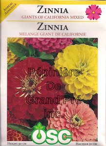Semences OSC - Zinnia Mélange Géant de Californie