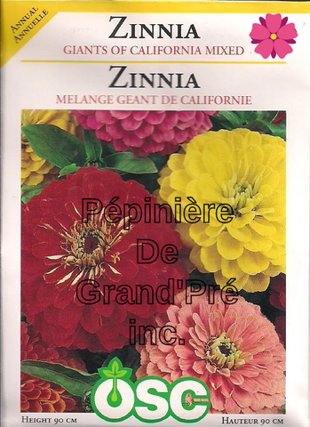 Semences OSC - Zinnia Mélange Géant de Californie