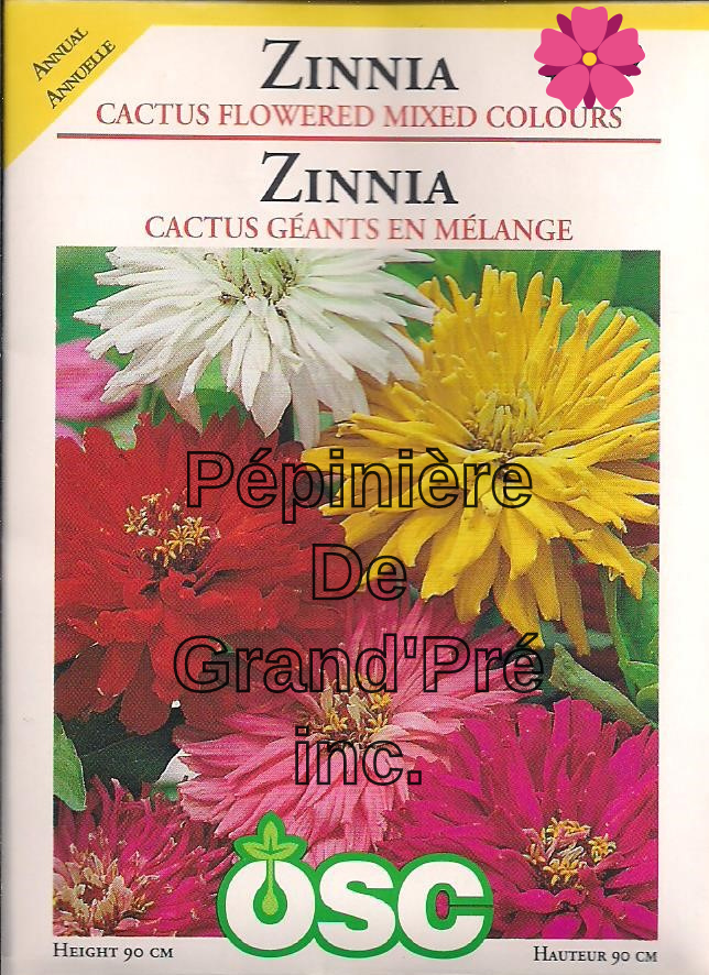 Semences OSC - Zinnia Cactus Géants en Mélange