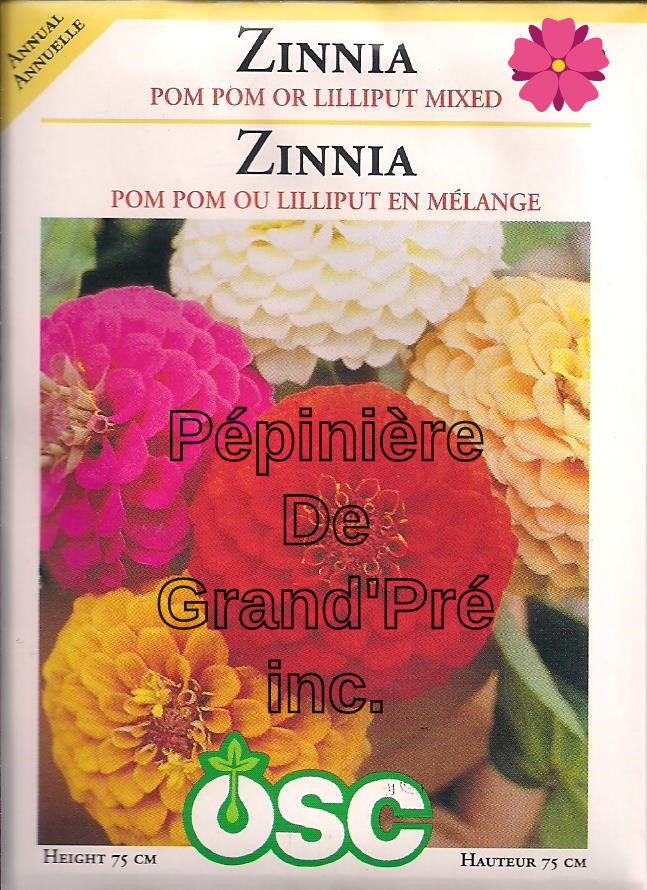 Semences OSC - Zinnia Pom Pom ou Lilliput en Mélange