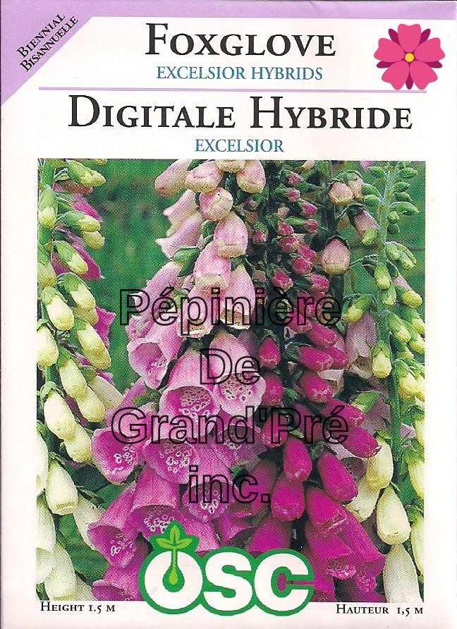 Semences OSC - Digitale Hybride Excelsior