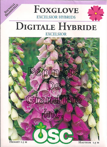 Semences OSC - Digitale Hybride Excelsior