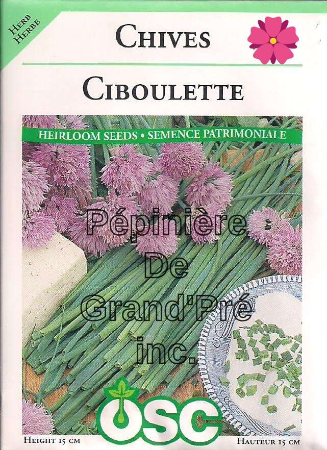 Semences OSC - Ciboulette