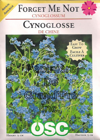 Semences OSC - Cynoglosse de Chine