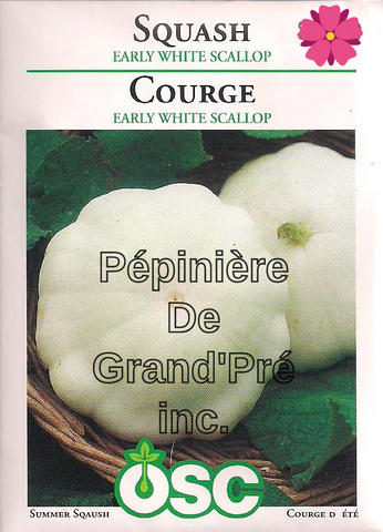 Semences OSC - Courge Early White Scallop