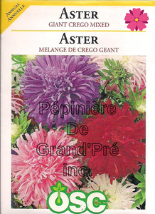 Semences OSC - Aster Mélange de Crego Géant