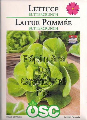 Semences OSC - Laitue Pommée Buttercrunch