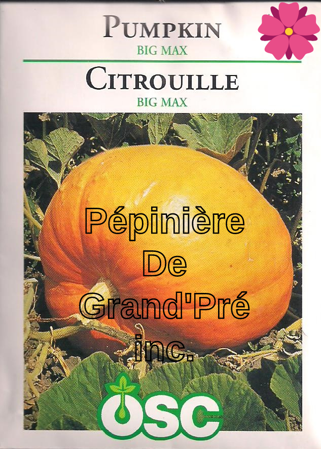 Semences OSC - Citrouille Big Max