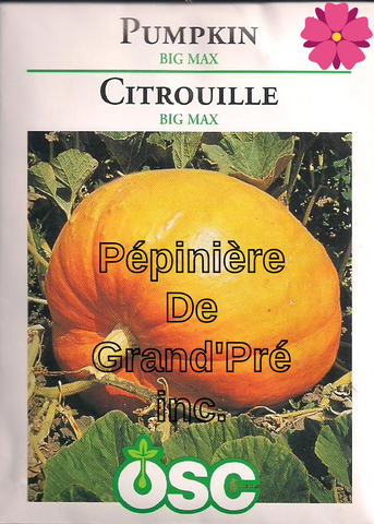 Semences OSC - Citrouille Big Max