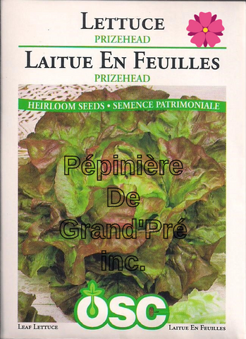 Semences OSC - Laitue en Feuilles Prizehead