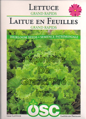 Semences OSC - Laitue en Feuilles Grand Rapids