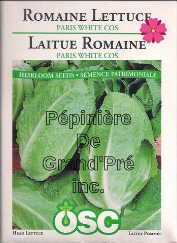 Semences OSC - Laitue Romaine Paris White Cos