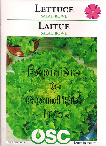 Semences OSC - Laitue Salad Bowl