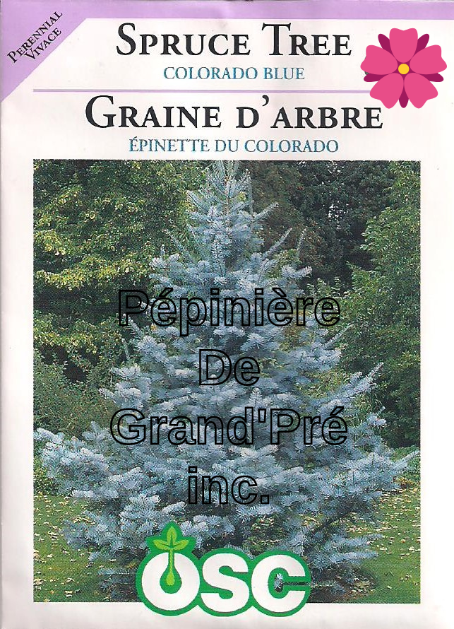 Semences OSC - Épinette de Colorado