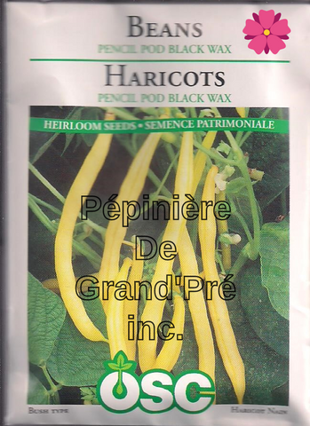 Semences OSC - Haricot Pencil Pod Black Wax