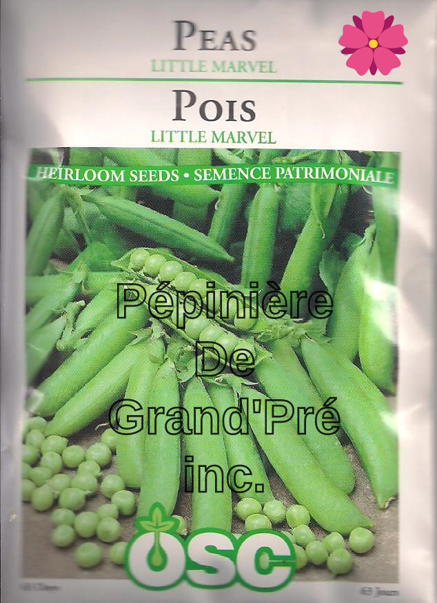 Semences OSC - Pois Little Marvel